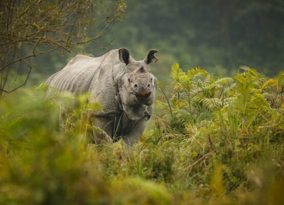 indian-rhinoceros-asia-indian-rhino-one-horned-rhinoceros-unicornis-with-green-grass