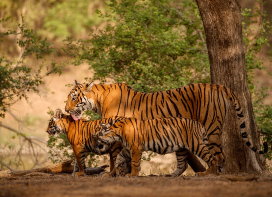 Royal bengal tiger in the nature habitat. Tiger pose during amazing light. Wildlife scene with danger animal. Hot summer in India. Dry area with beautiful indian tiger. Panthera tigris tigris.